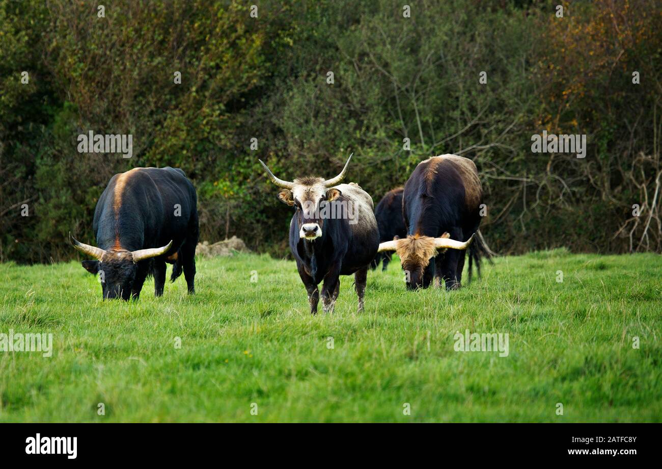 Heck cattle grazing Stock Photo