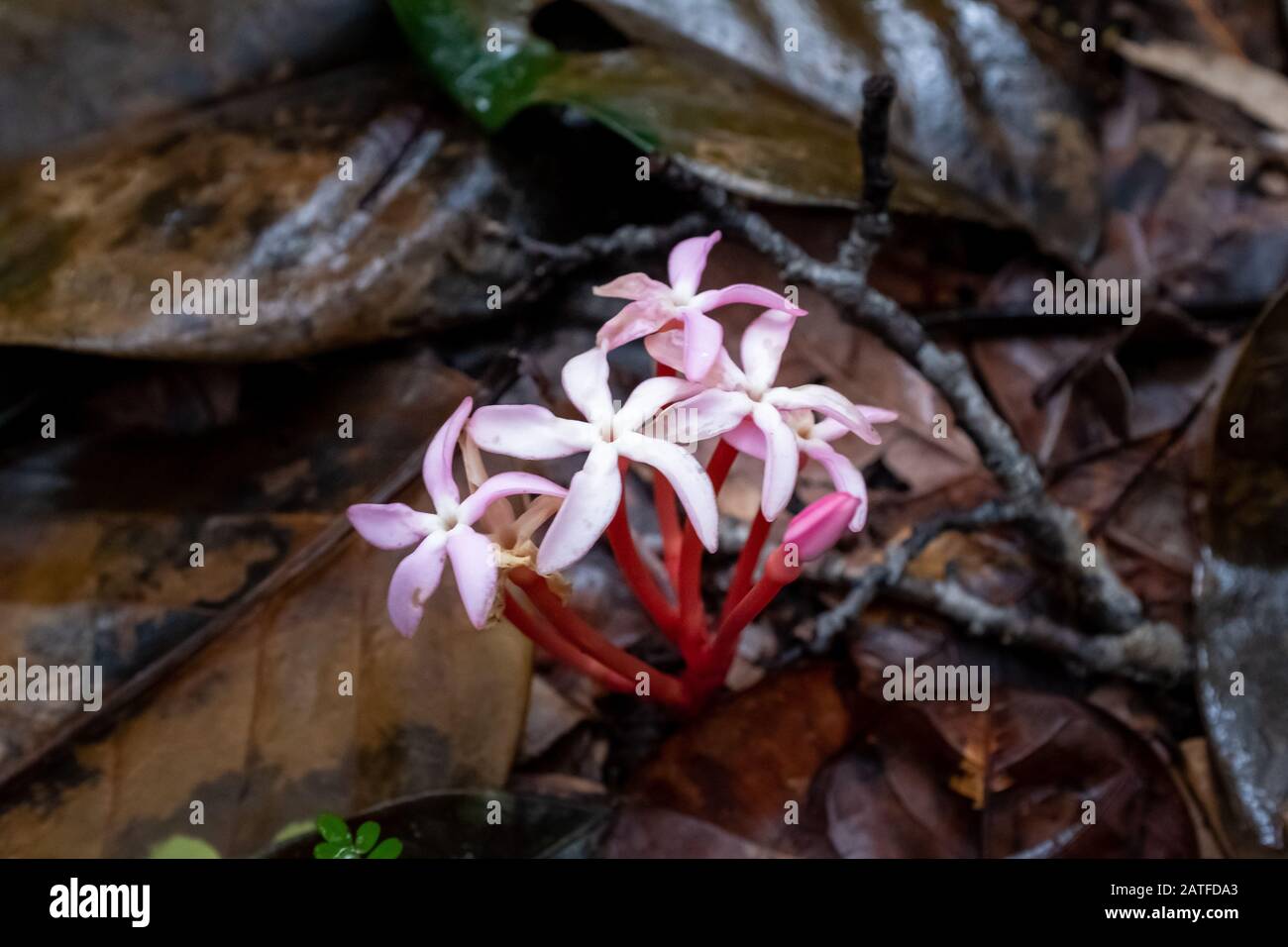 Parasitic (myco-heterotroph) Gentian (Voyria rosea) pink flower on the jungle floor, Amazonia, French Guiana Stock Photo