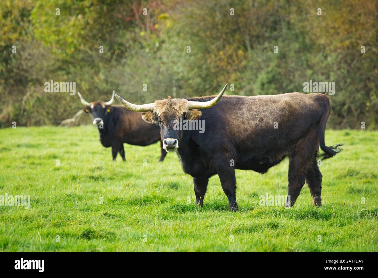 Hack cattle Stock Photo