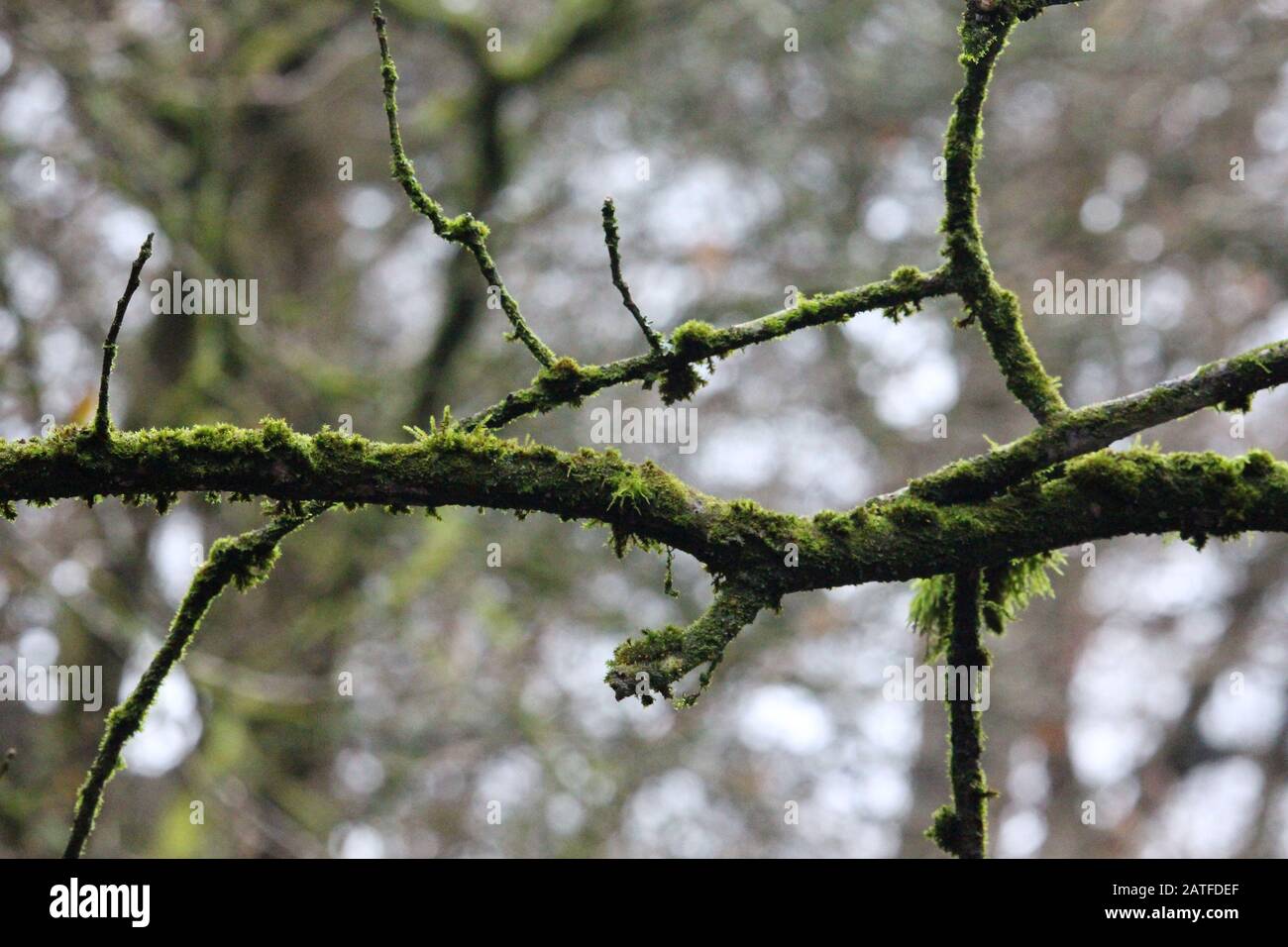 A photograph of a mossy tree branch.  Natural forest woodland background, on an overcast autumnal day Stock Photo