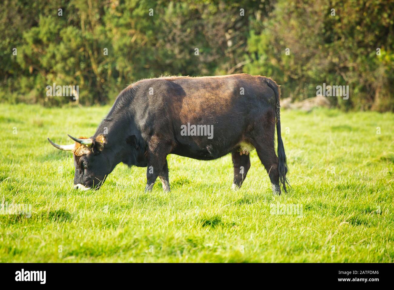 Heck cow Stock Photo