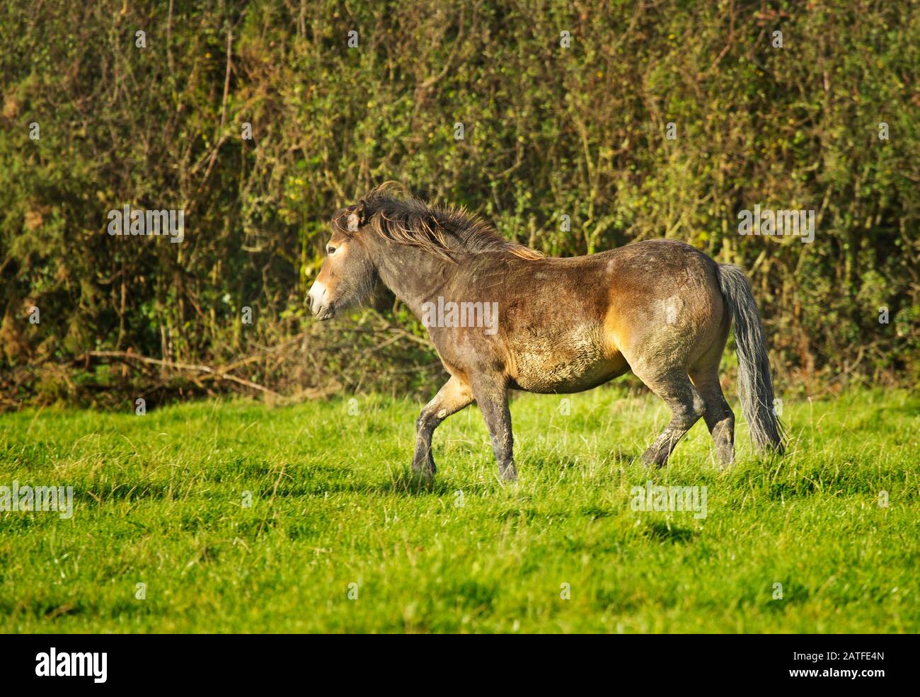 Exmoor ponies Stock Photo