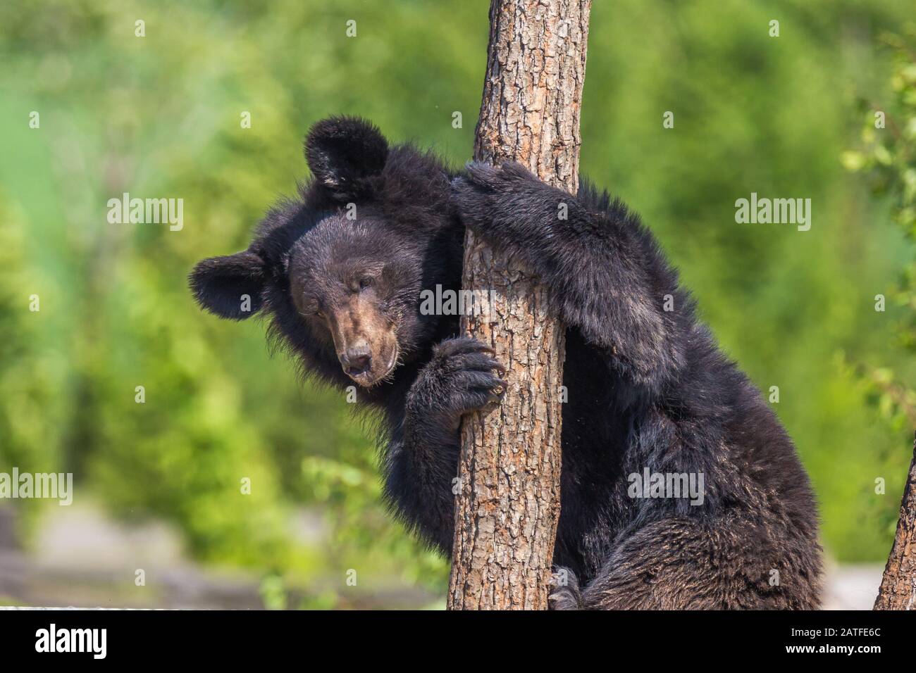 Black Bear climbing a tree on a sunny day Stock Photo