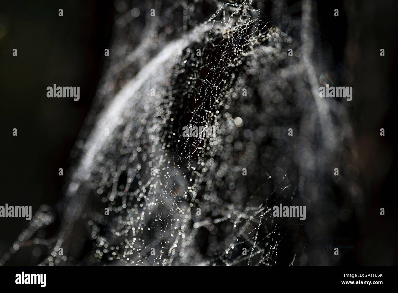 Close up shot of a spider web with water drops on a black background. Stock Photo