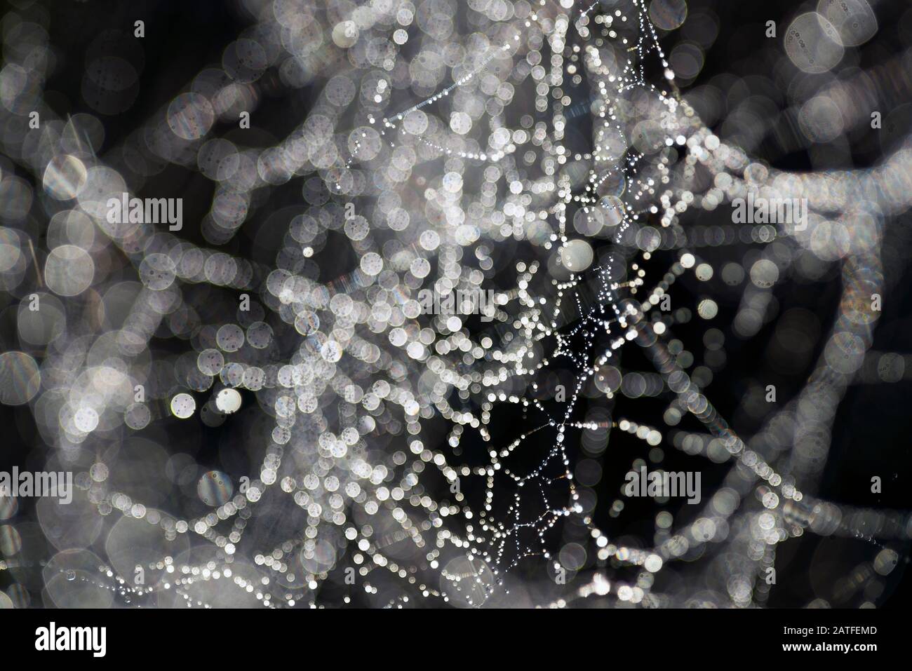 Close up shot of a spider web with water drops on a black background. Stock Photo