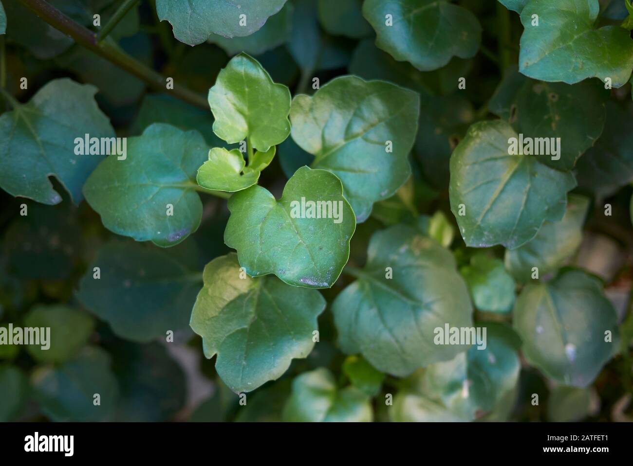 Senecio angulatus succulent plant close up Stock Photo - Alamy