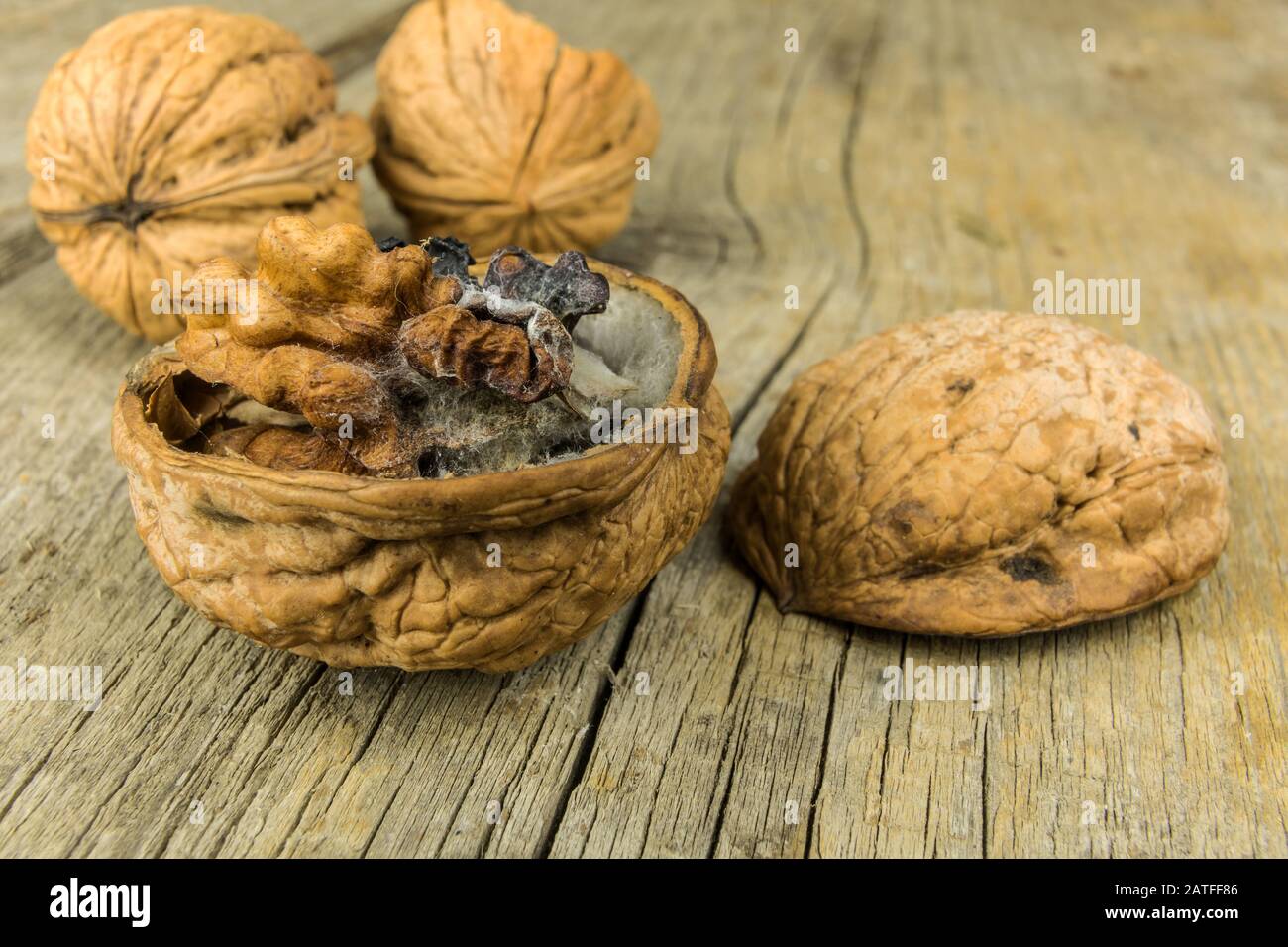 Moldy walnut on wooden table. Unhealthy food. Food mold. Poisonous mold