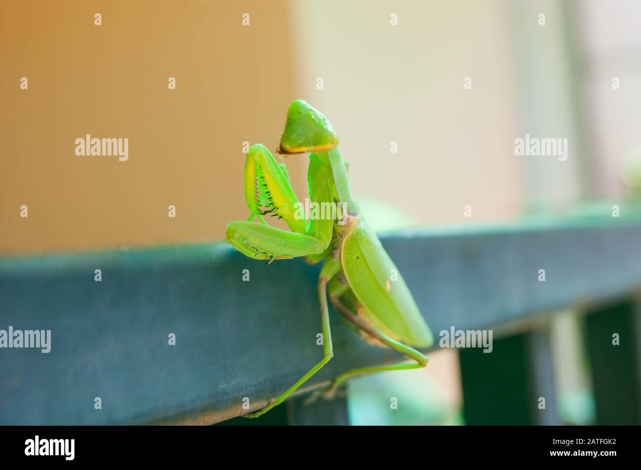 The green mantis sits on the railings of the veranda in the background ...