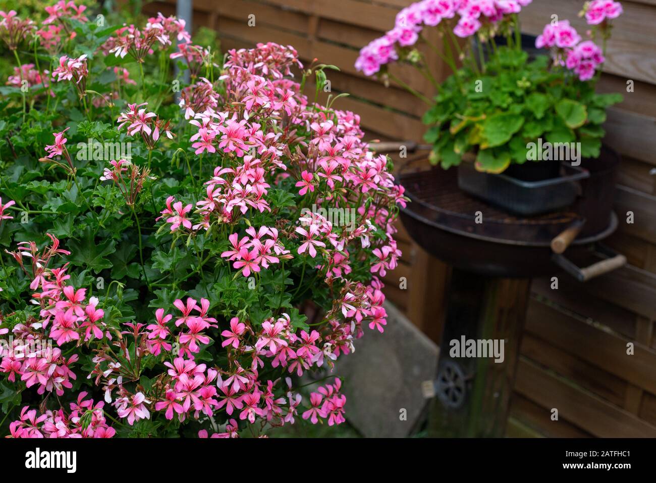 beautiful pink geraniums in a pot in the garden Stock Photo