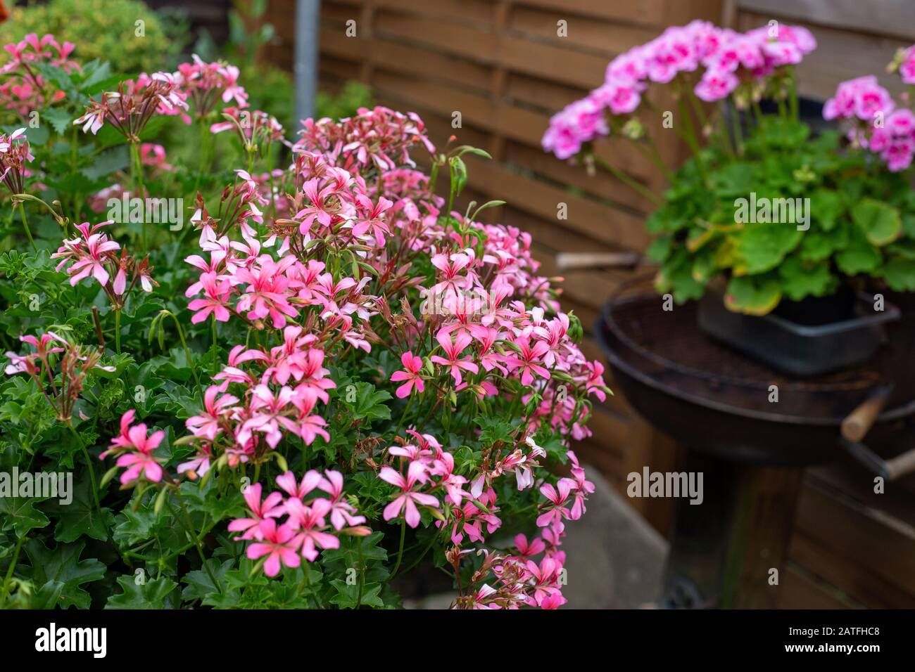 beautiful pink geraniums in a pot in the garden Stock Photo