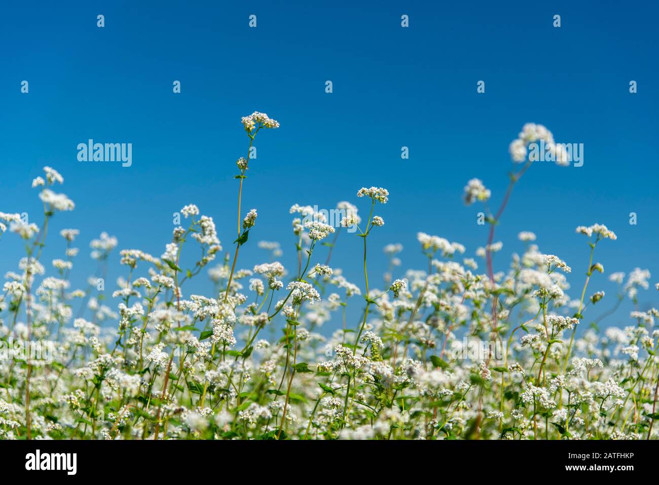 Flowering Buckwheat Field. Buckwheat Growing On The Field Stock Photo