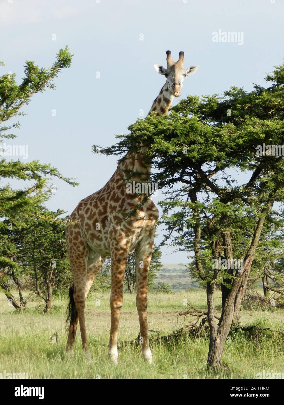 Lonely giraffe eating acacia leaves in the African savannah, Kenya Stock Photo