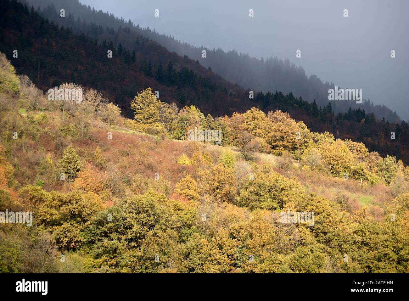 France, Haute-Savoie (74), Alps, woods in autumn Stock Photo