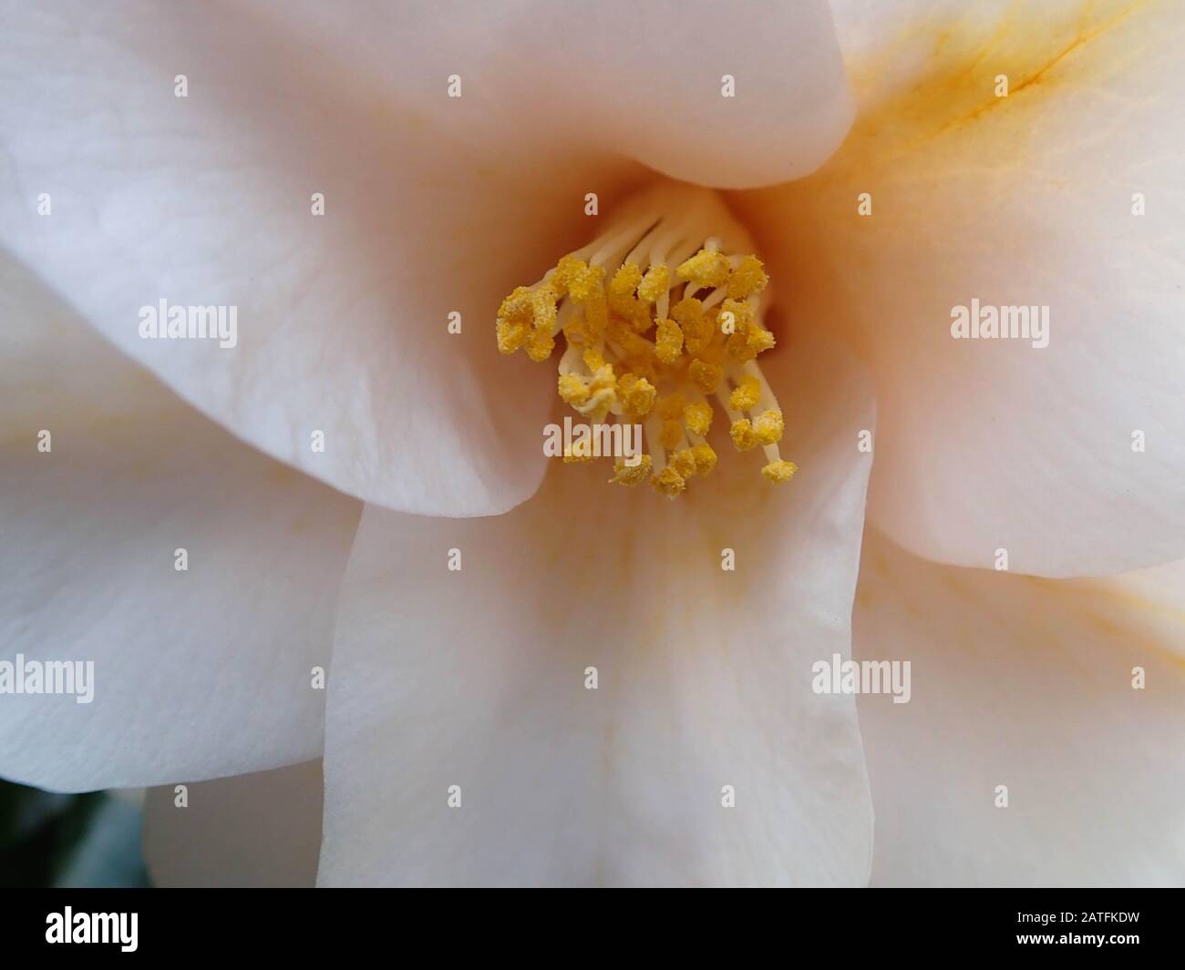 White flowers yellow center hi-res stock photography and images - Alamy
