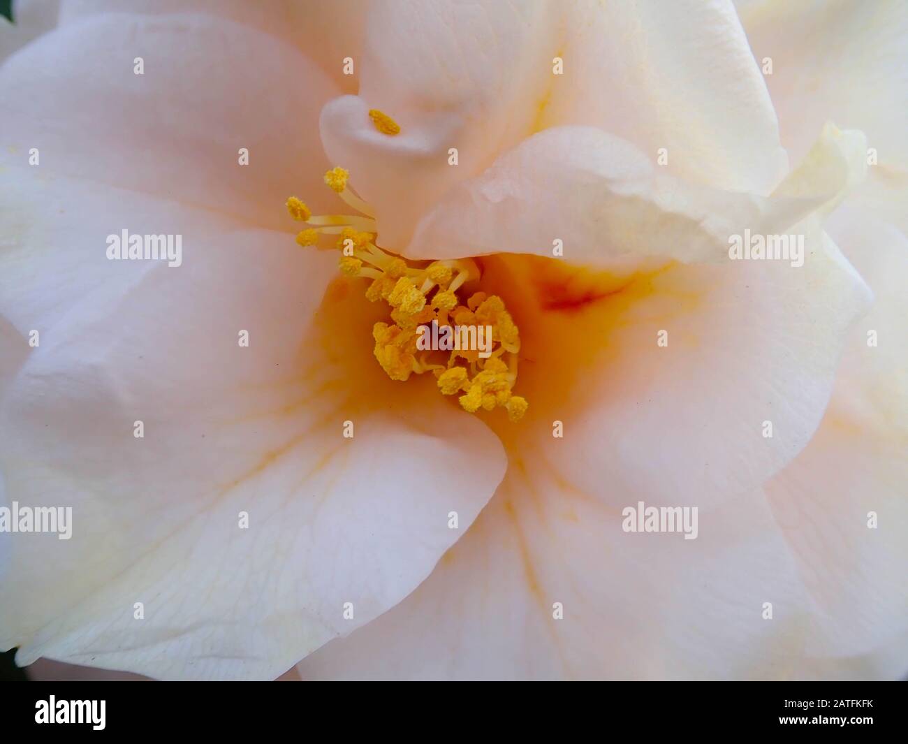 Yellow centered white flower hi-res stock photography and images - Alamy