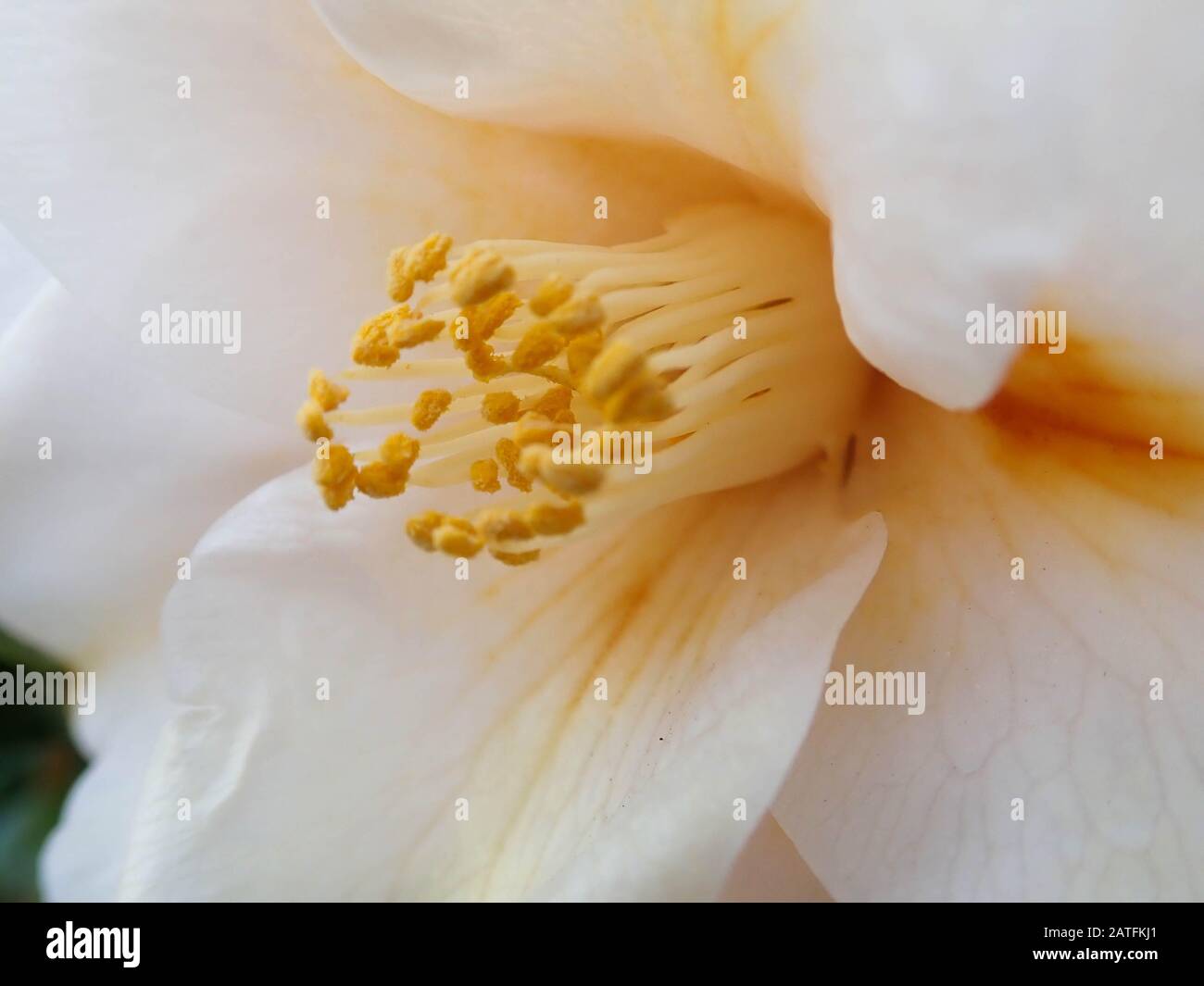 Yellow centered white flower hi-res stock photography and images - Alamy