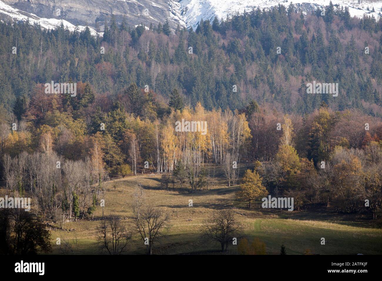 France, Haute-Savoie (74), Alps, woods in autumn Stock Photo