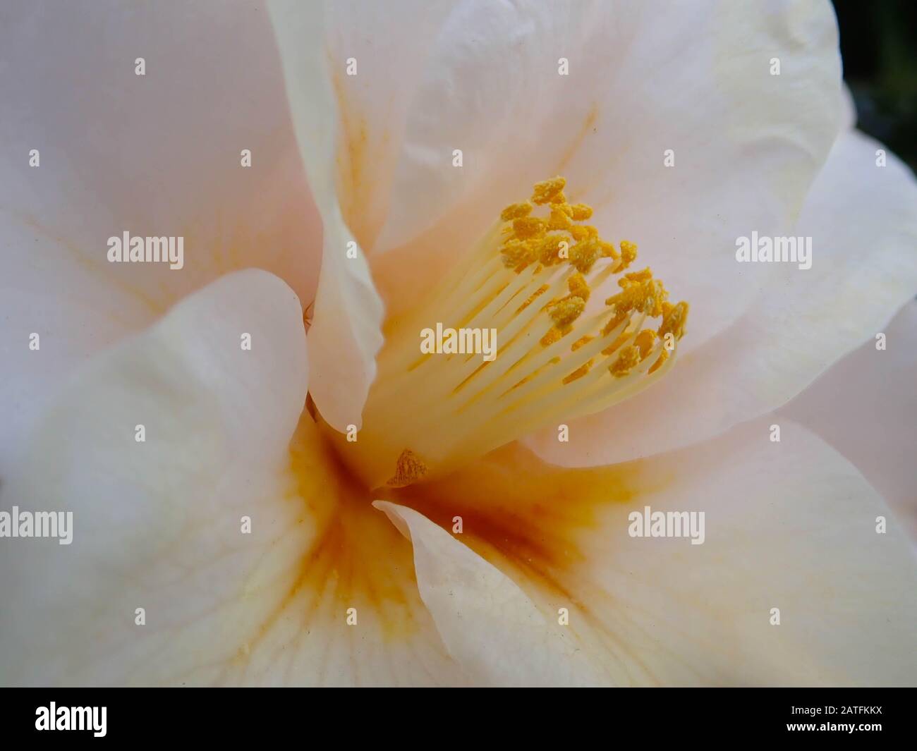 White flowers yellow center hi-res stock photography and images - Alamy