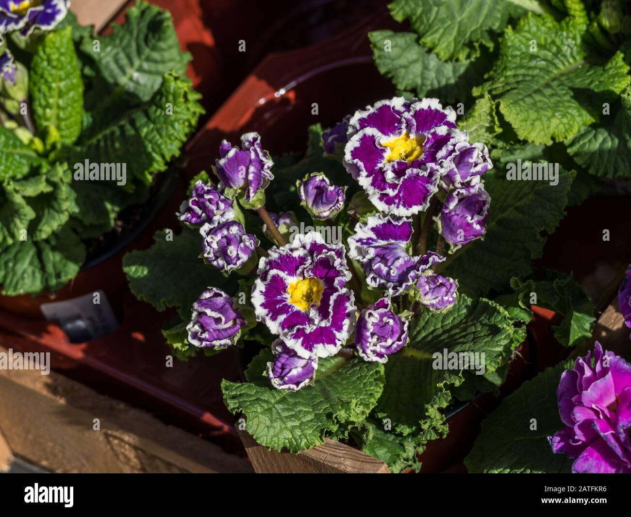 fresh Hybrid Primula background Stock Photo