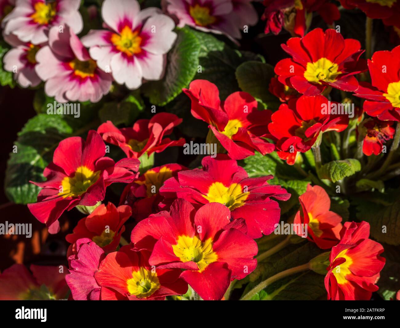 Red Primula vulgaris in the garden Stock Photo - Alamy