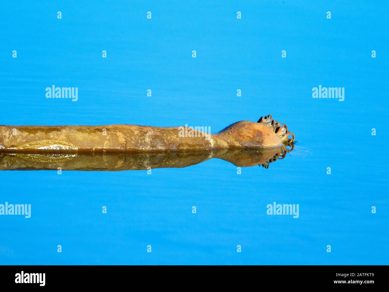 Kelp Floating on Water Stock Photo