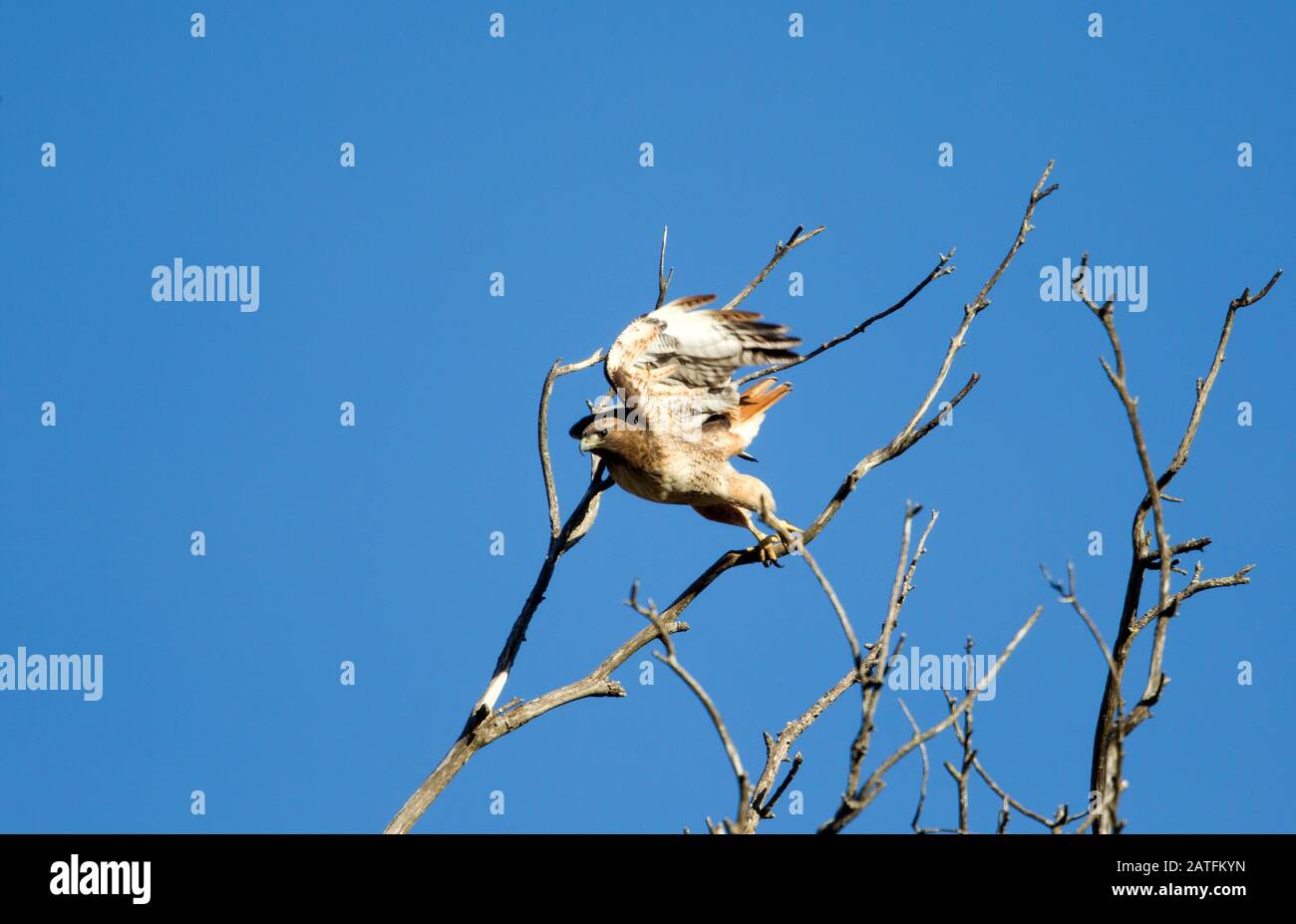 Red tailed Hawk taking off Stock Photo - Alamy
