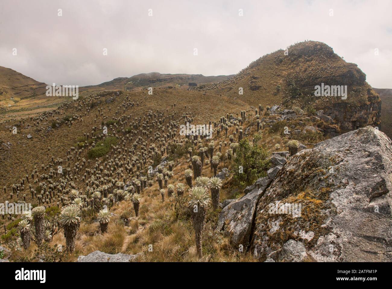 Unique frailejones (Espeletia) growing on the high altitude Páramo de Oceta trek, Monguí, Boyaca, Colombia Stock Photo