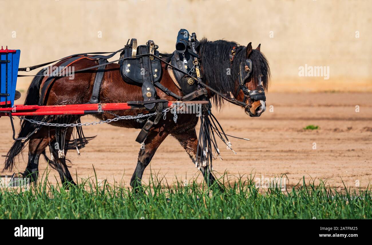 Work horse profile view leading a cart Stock Photo Alamy