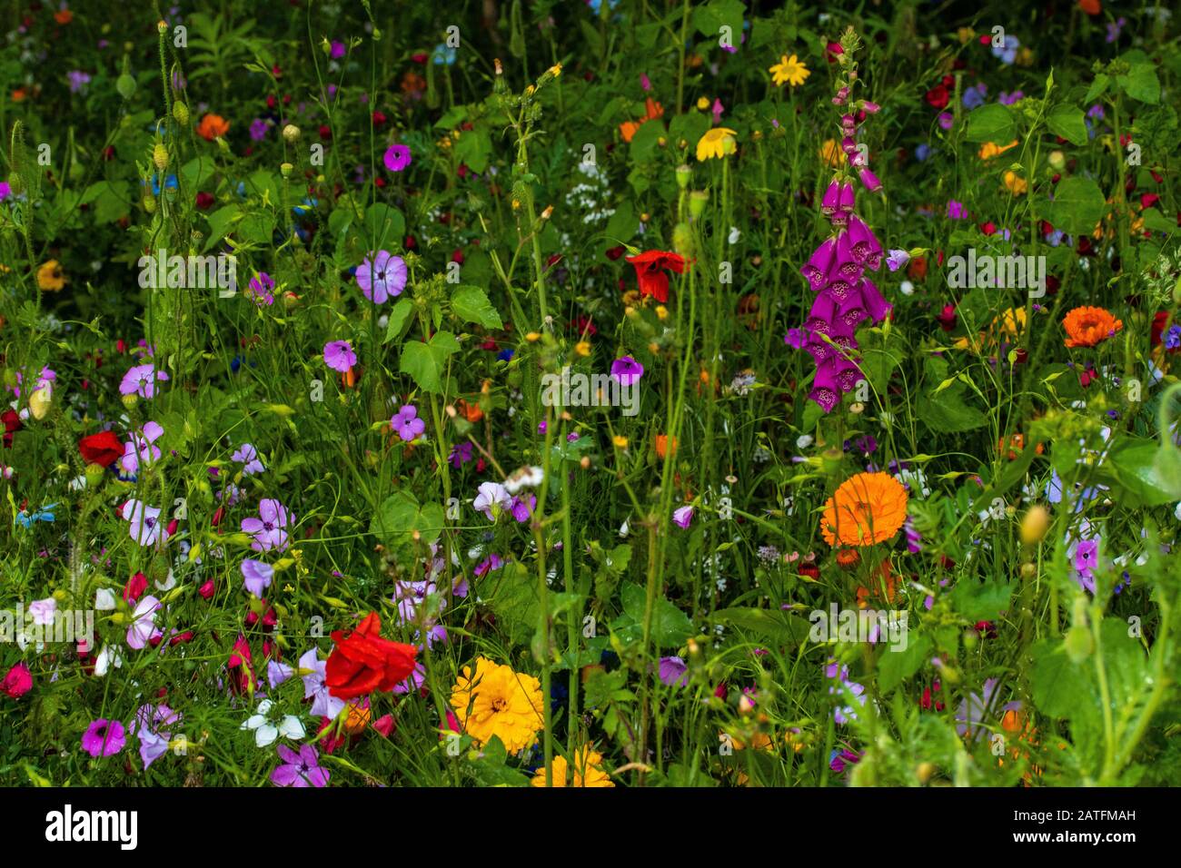 wild field of flowers, full of flowers meadow Stock Photo - Alamy