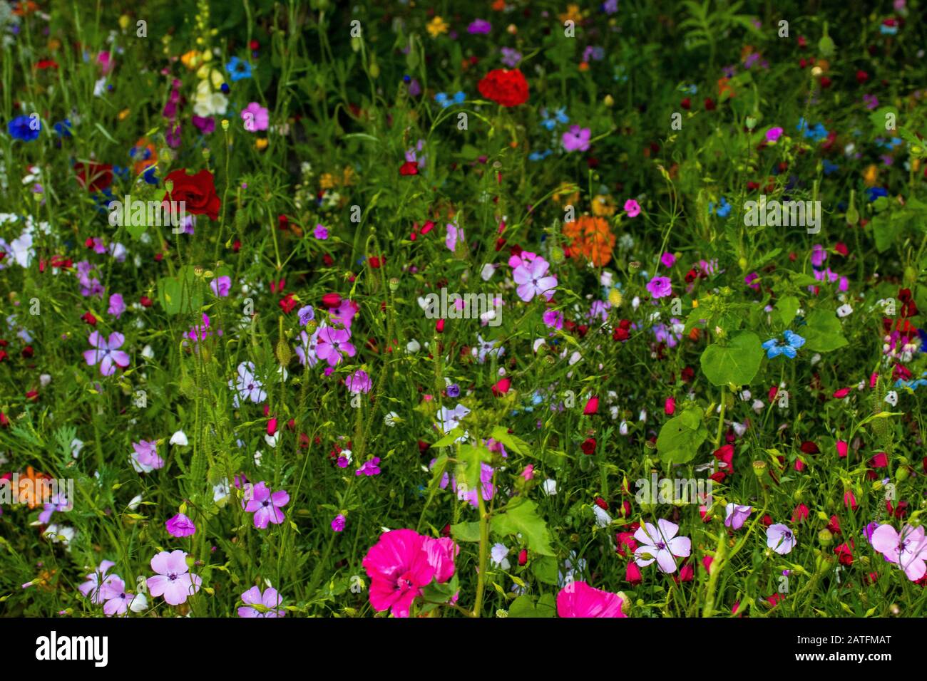 wild field of flowers, full of flowers meadow Stock Photo - Alamy