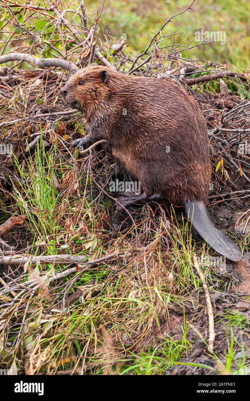 American Beaver (Castor canadensis) working on its lodge in Wonder Lake