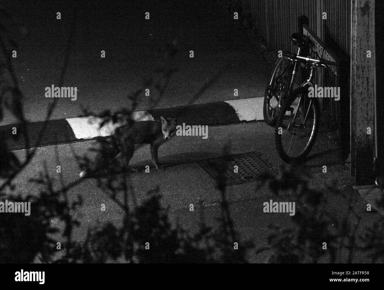 AJAXNETPHOTO. MAY, 2015. WORTHING, ENGLAND. - MR FOX - A FOX PROWLING THE STREETS OF THE TOWN AT NIGHT.  PHOTO:JONATHAN EASTLAND/AJAX REF:LM2 152105 2 258 Stock Photo