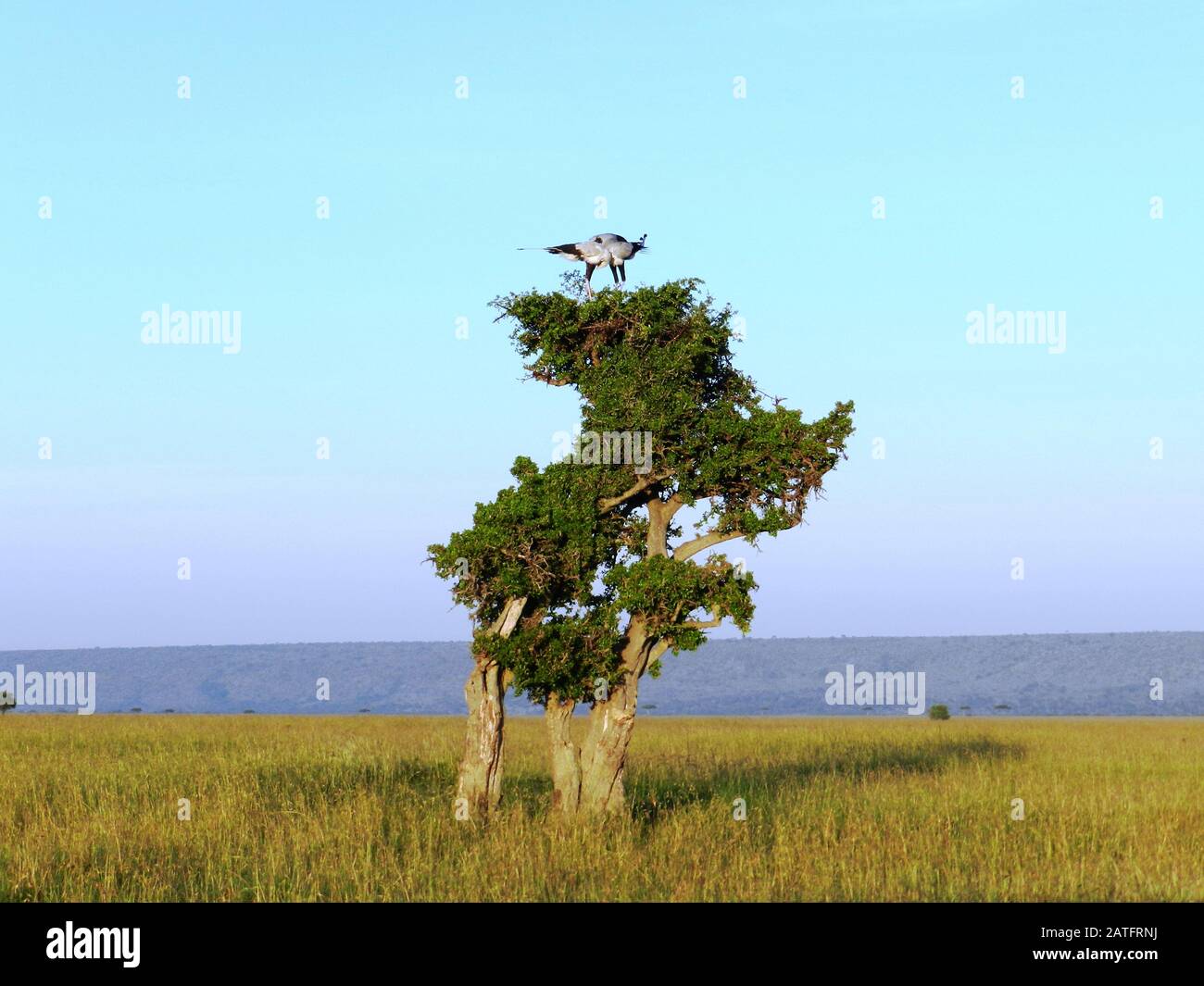 Two secretary bird in love on acacia, Kenya Stock Photo