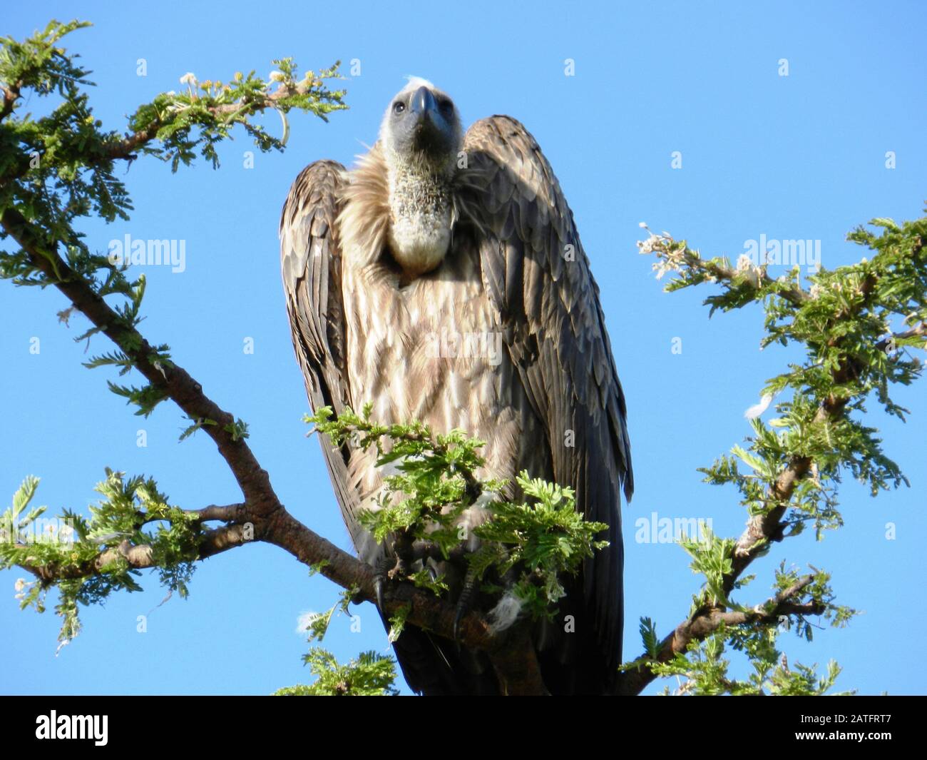 Closeup of an African vulture on an acacia tree, Kenya Stock Photo