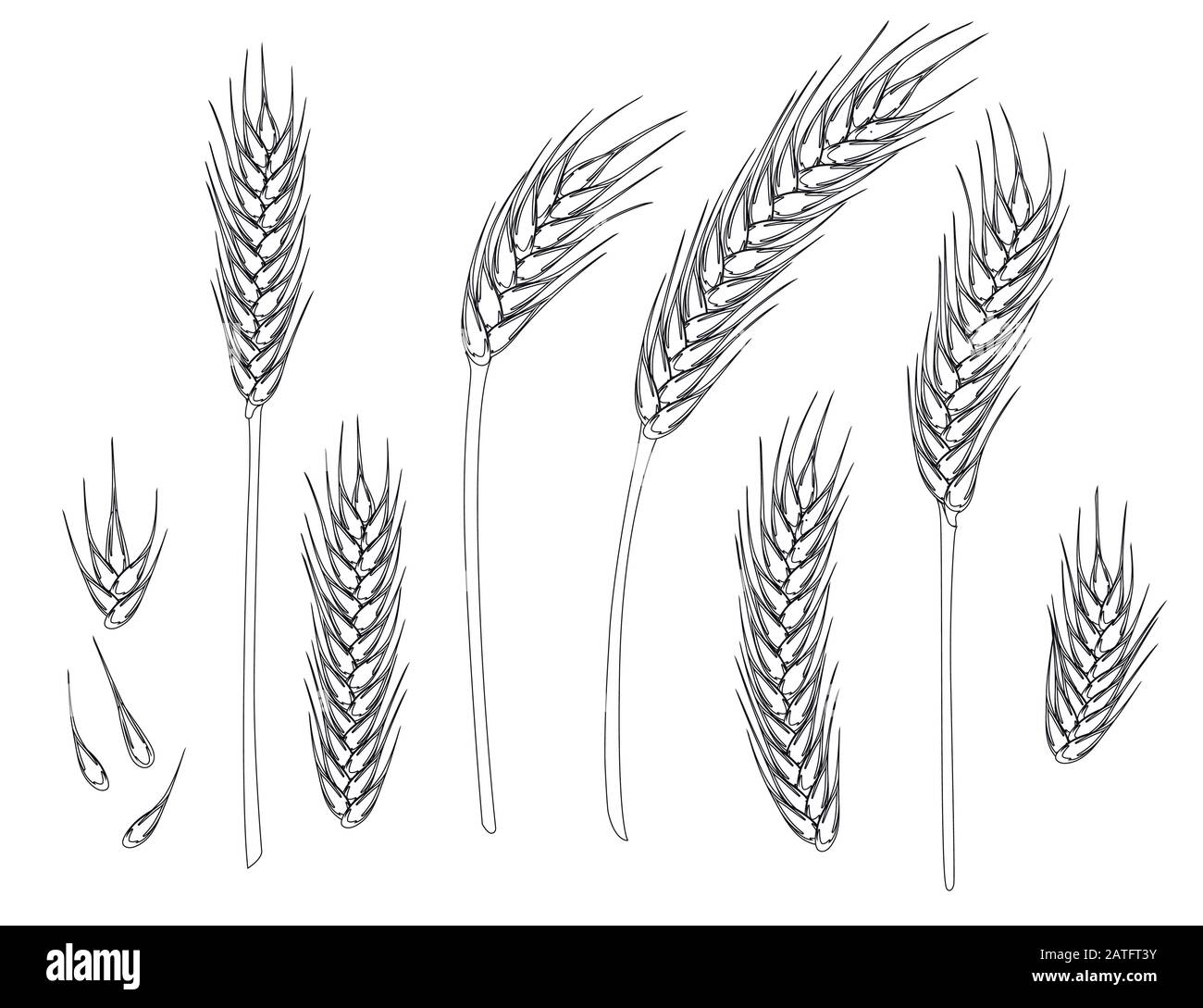 Set of wheat ripe spikelets and grains of wheat flat vector illustration isolated on white background outline style Stock Vector