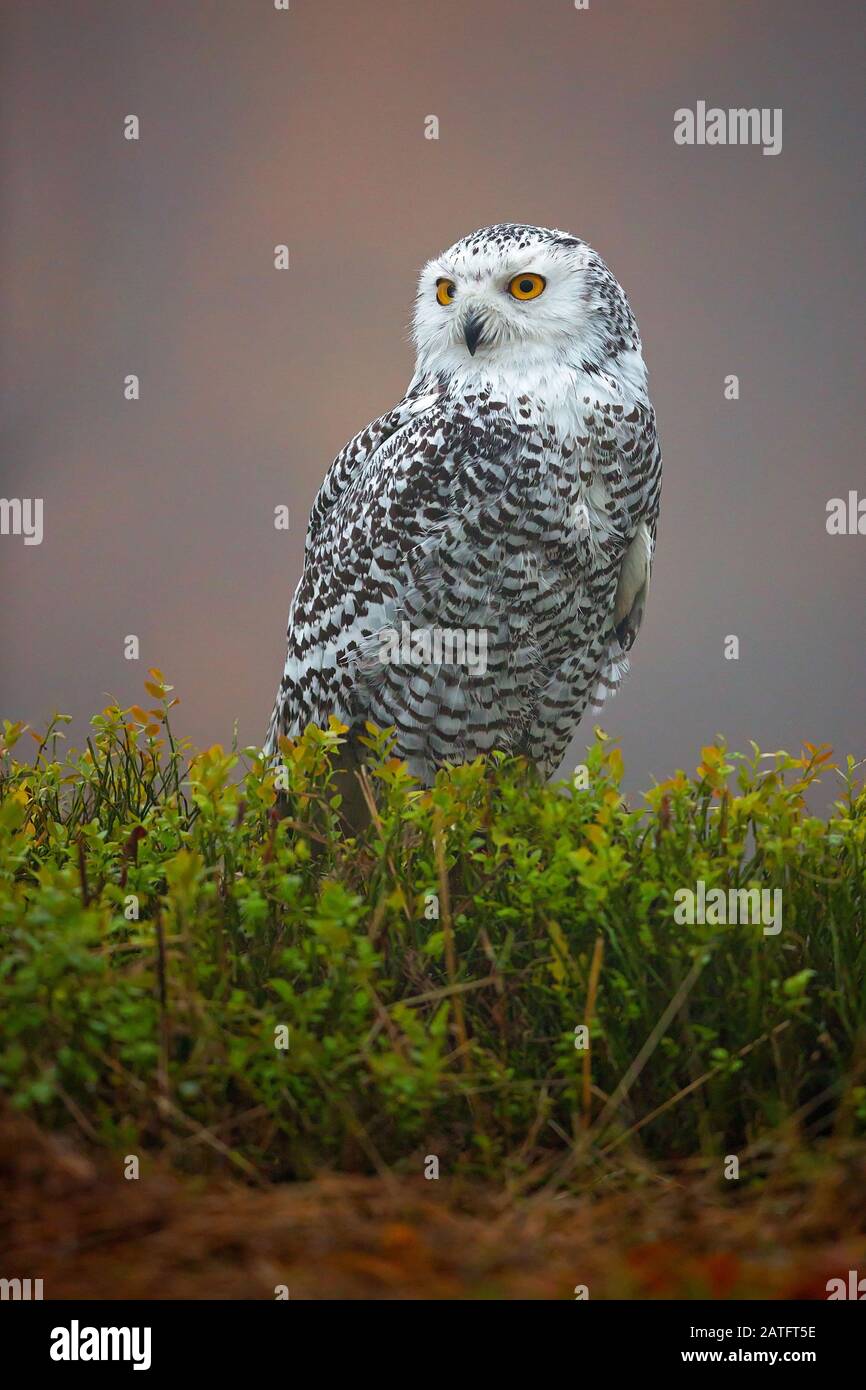 The Snowy Owl Bubo Scandiacus Is A Large White Owl Of The True Owl Family Snowy Owls Are Native To Arctic Regions In North America And Eurasia Stock Photo Alamy