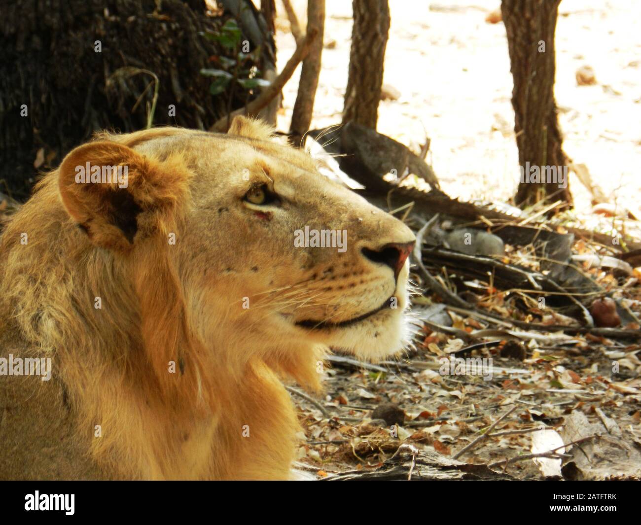 Closeup Of A Beautiful Adult Lion In The African Savannah