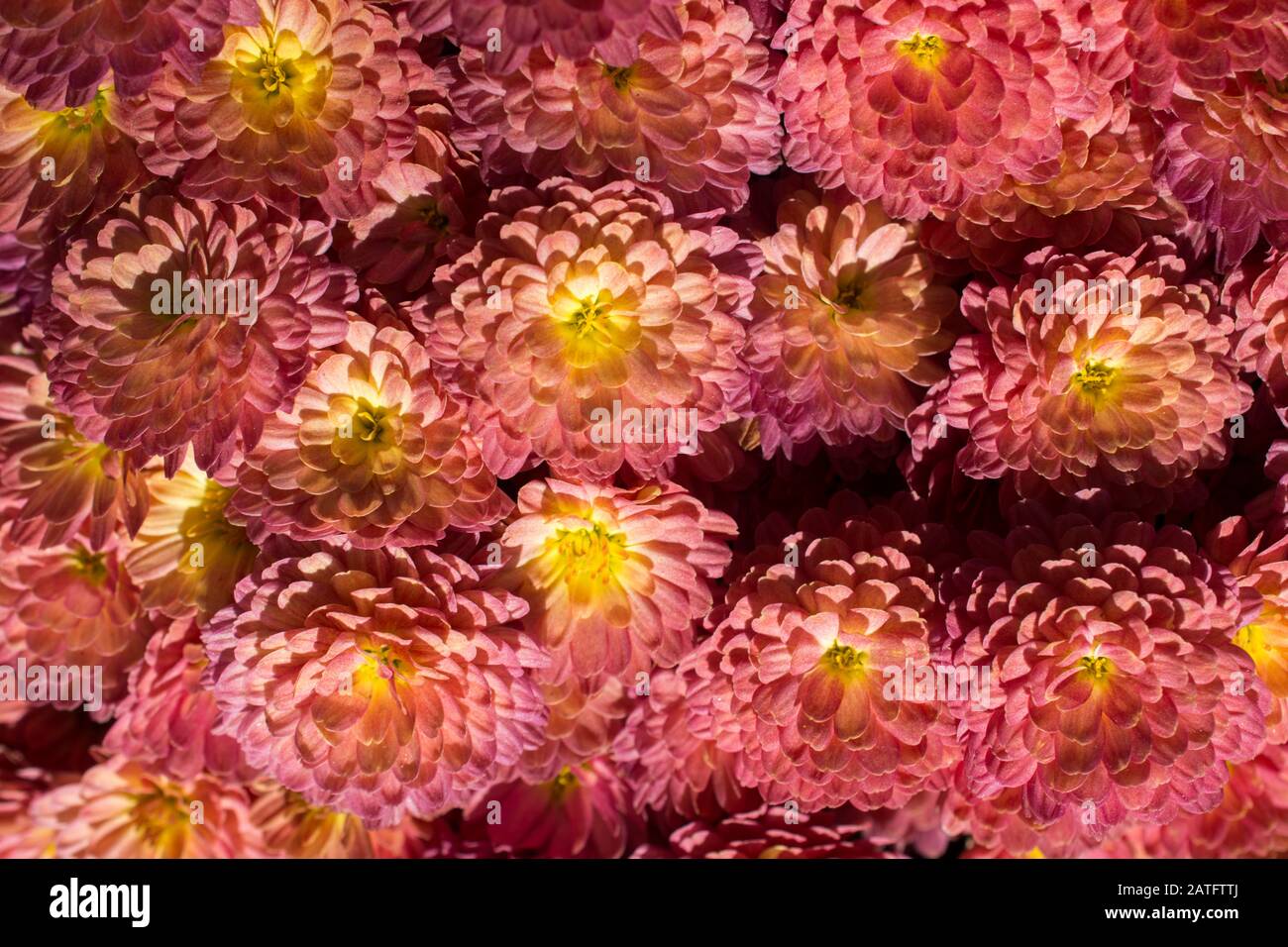 Beautiful fresh flowers as a background Stock Photo Alamy