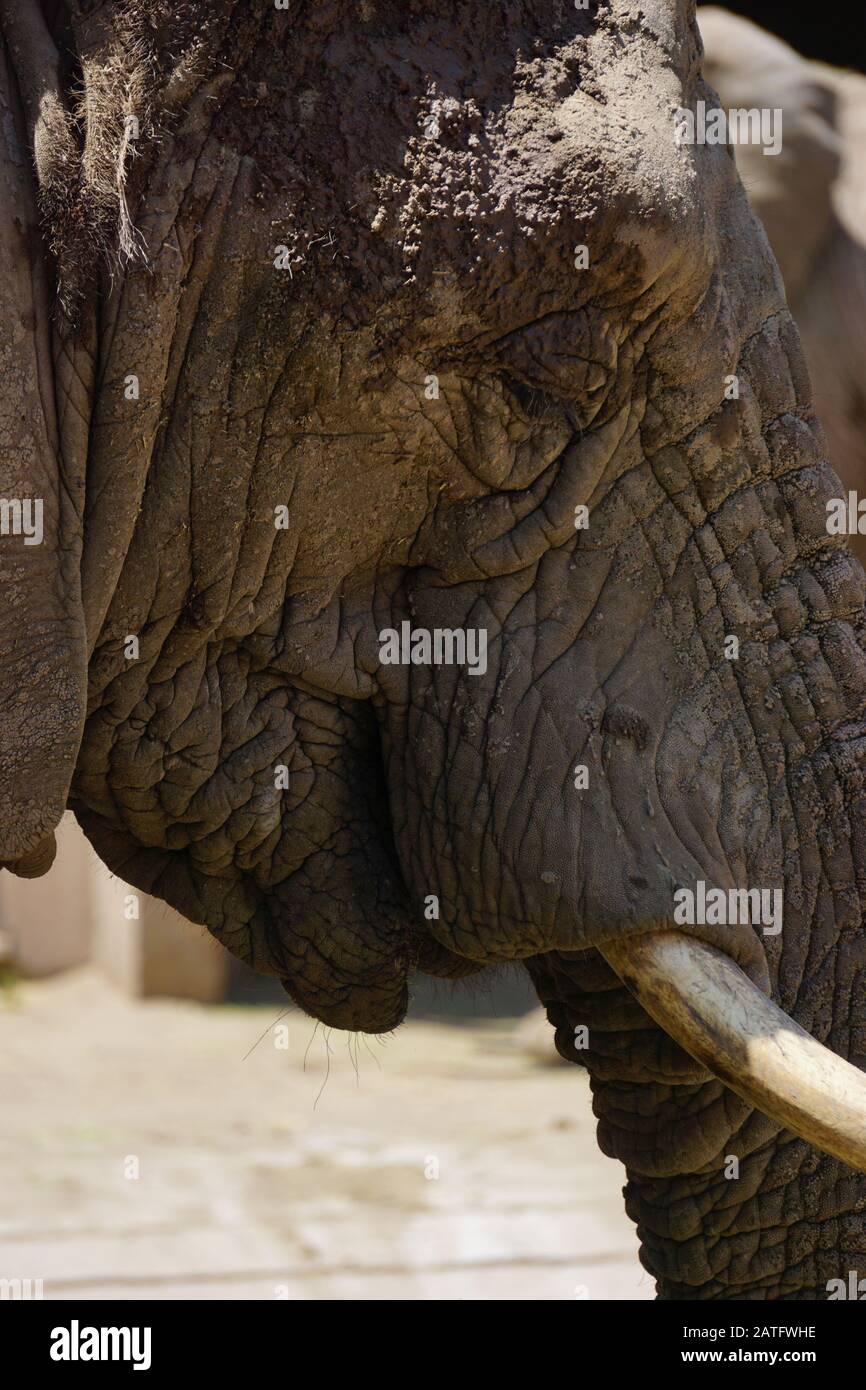 African elephant in sub-Saharan region Stock Photo - Alamy
