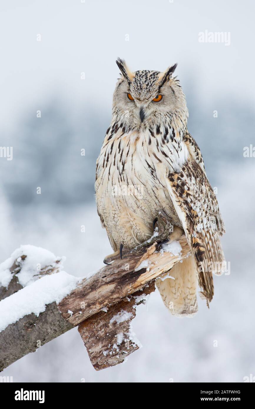 Siberian eagle owl is the biggest owl in the world Stock Photo Alamy