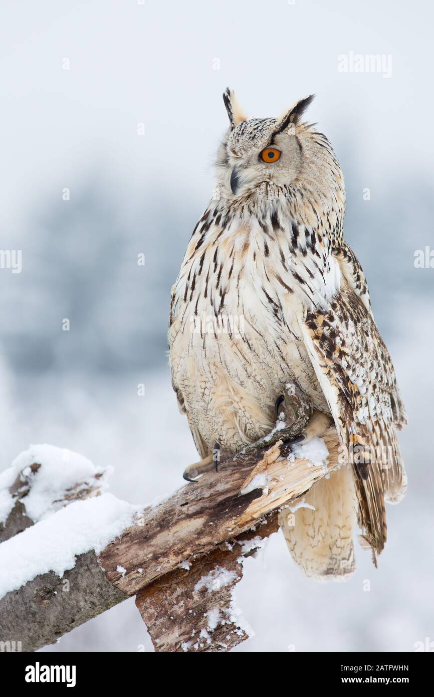 Siberian eagle owl is the biggest owl in the world Stock Photo Alamy