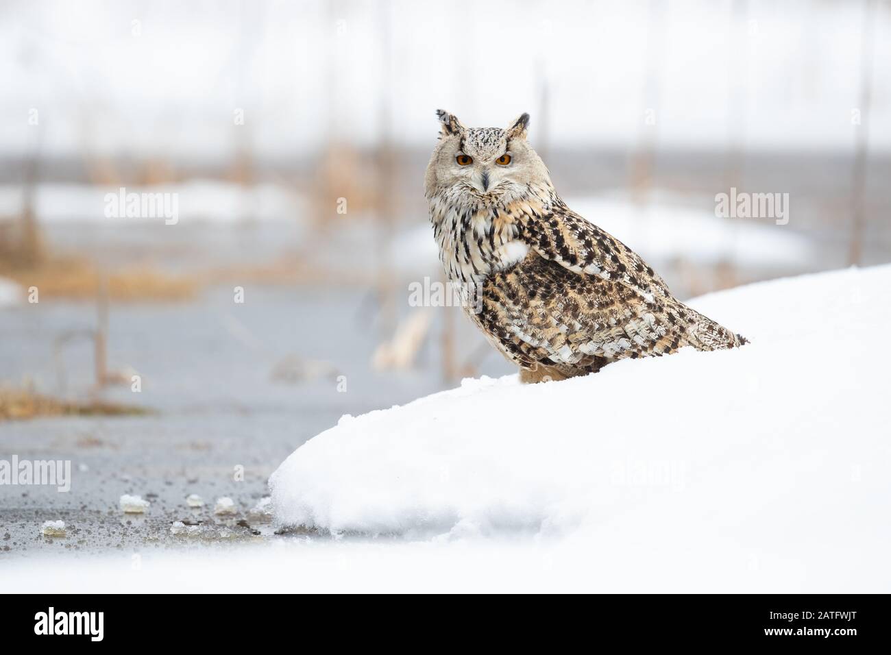 Siberian eagle owl is the biggest owl in the world Stock Photo - Alamy