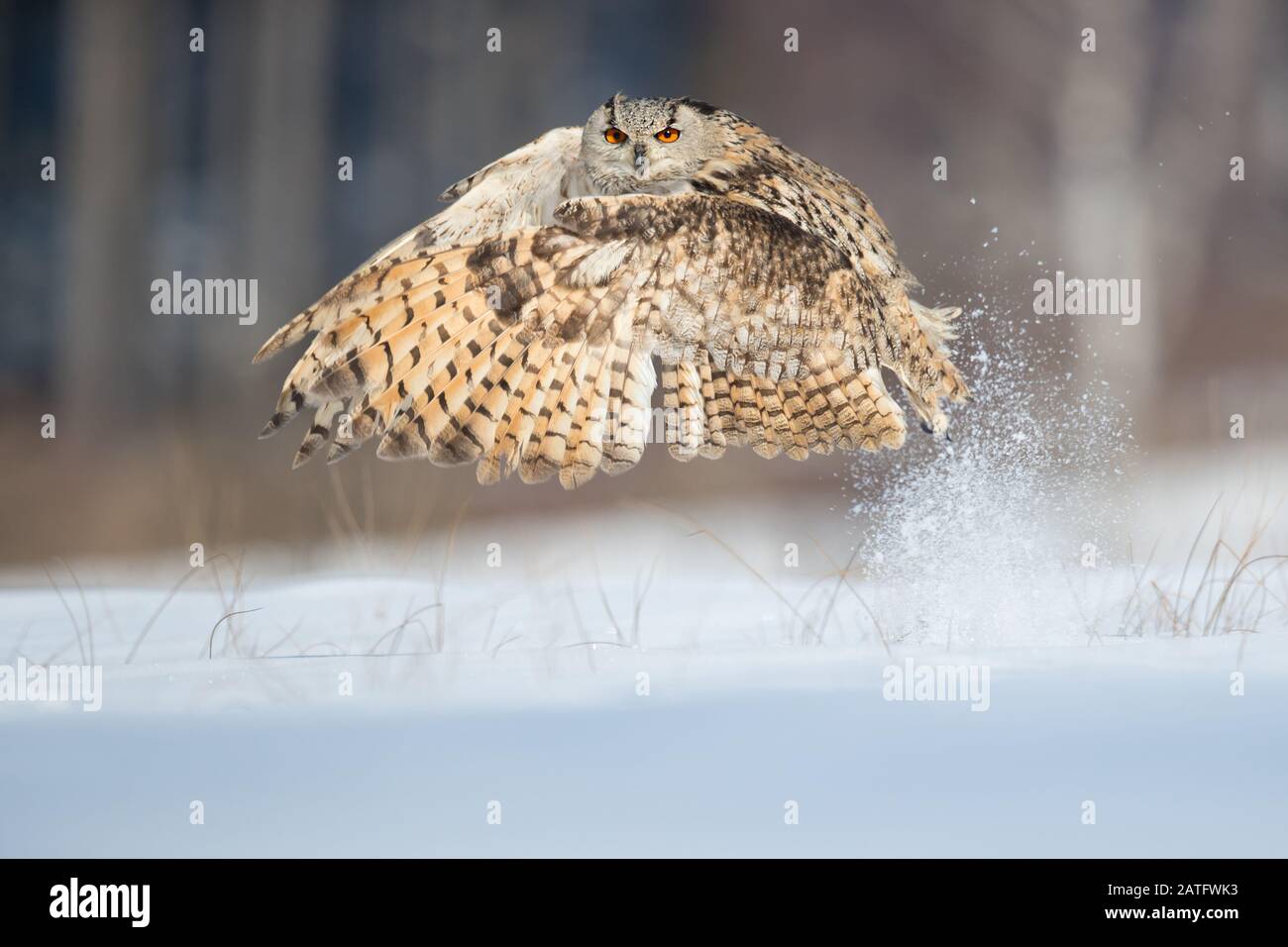 Siberian eagle owl is the biggest owl in the world Stock Photo - Alamy