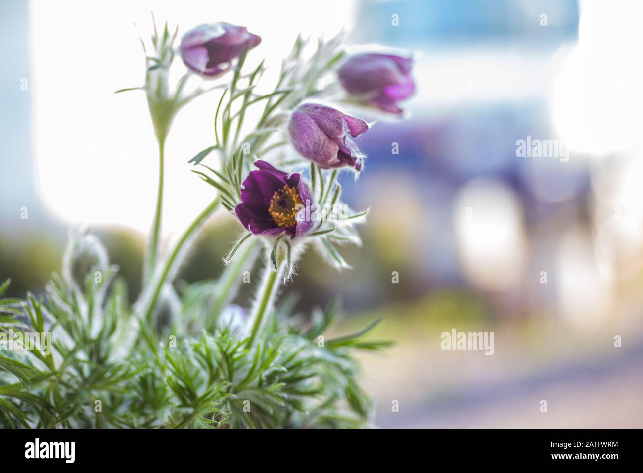 Pulsatilla patens, Eastern pasqueflower, prairie crocus, and cutleaf anemone purple flowers covered with small hairs. The first spring primroses. Wild Stock Photo