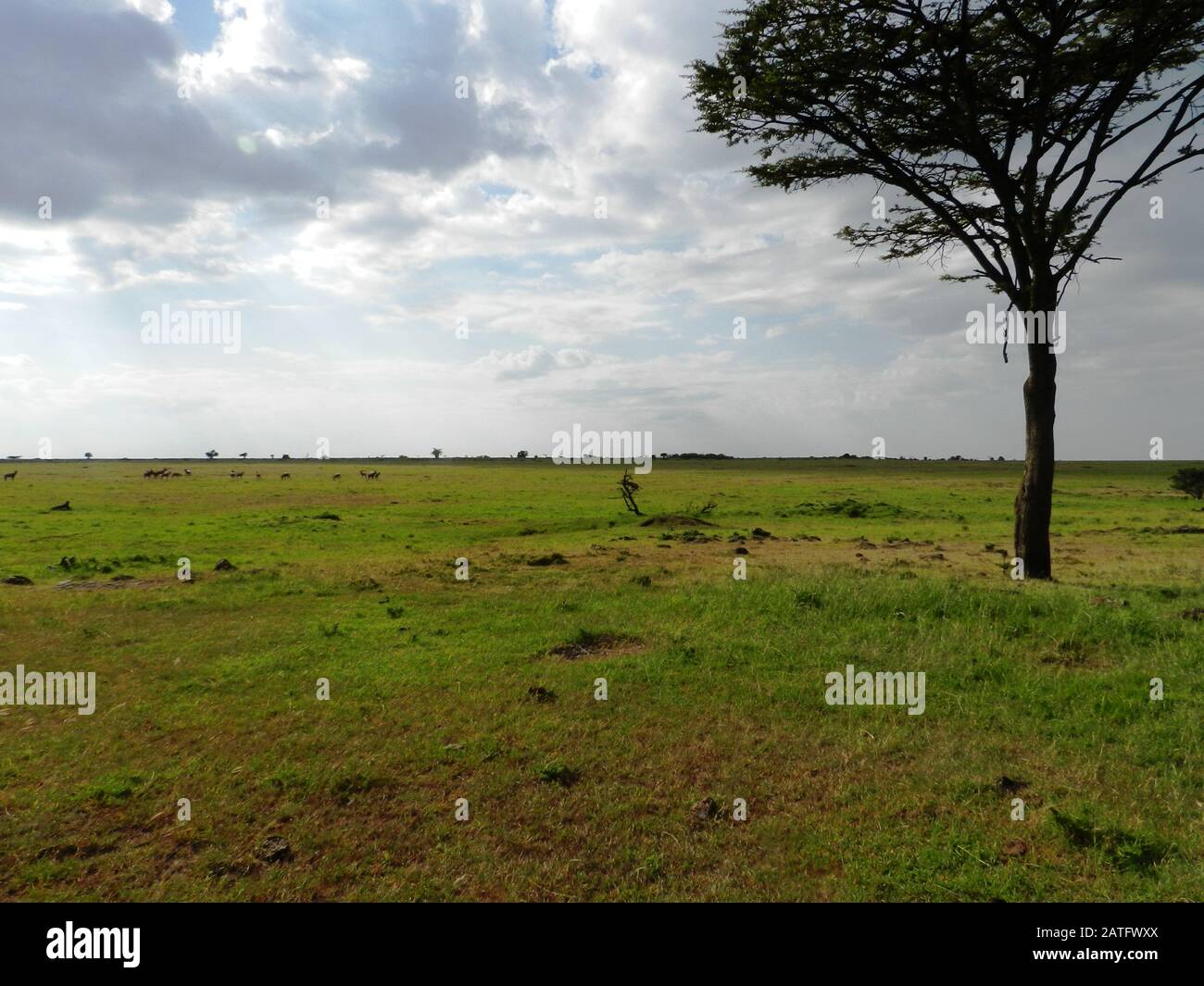 African savannah landscape beautiful hi-res stock photography and ...