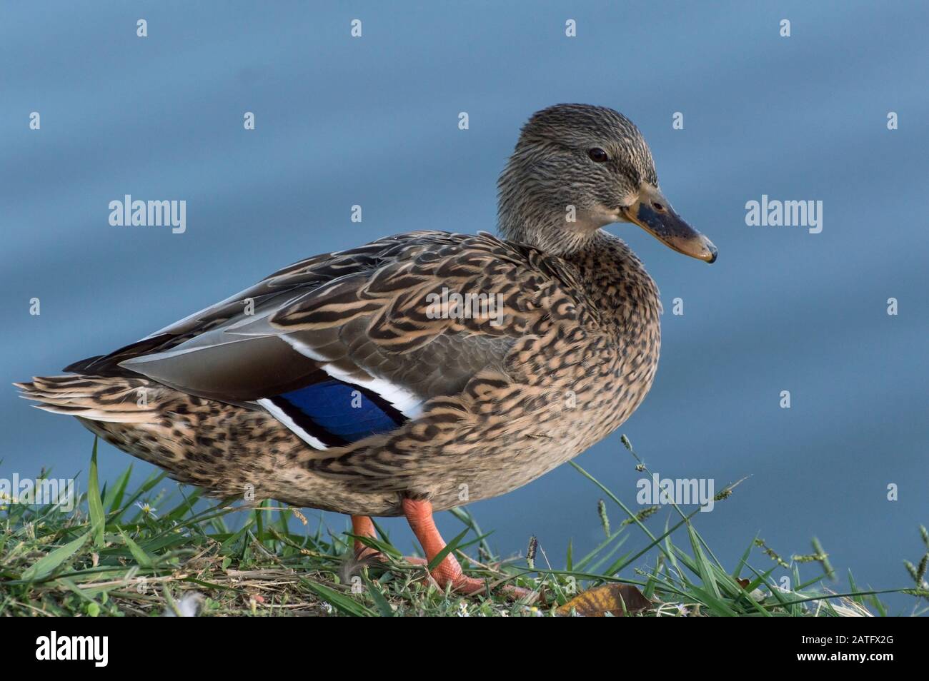 Beautiful female Mallard Duck standing on the shore of a pond showing the brilliant contrast of the blue striped feathers in her wing. Stock Photo