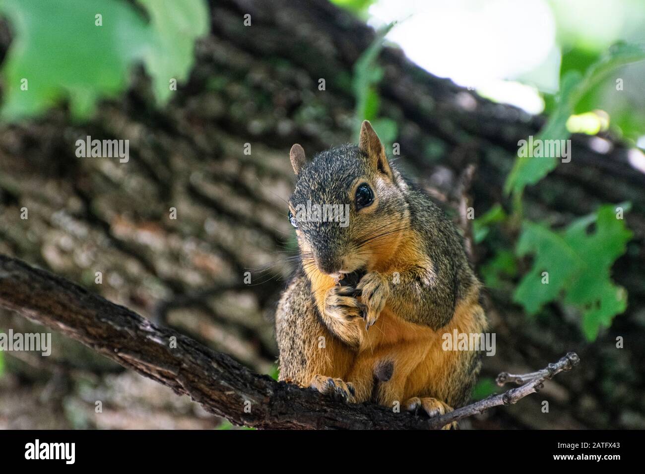 Closeup of a cute Fox Squirrel sitting on a branch in an Oak Tree and eating an acorn or some other type of nut that it’s holding in its fuzzy little Stock Photo