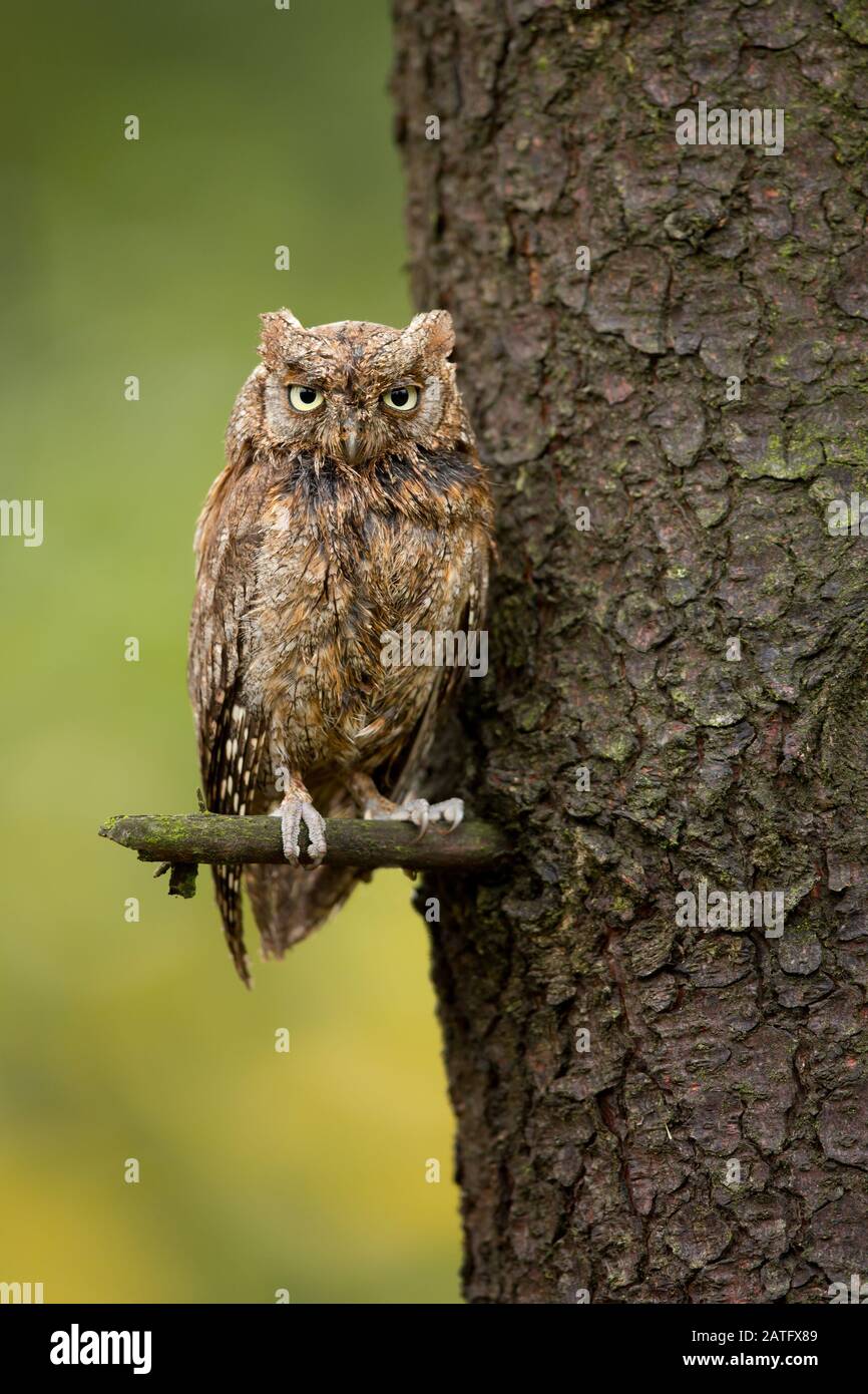 Eurasian scops owl (Otus scops), also known as the European scops owl or just scops owl, is a small owl Stock Photo