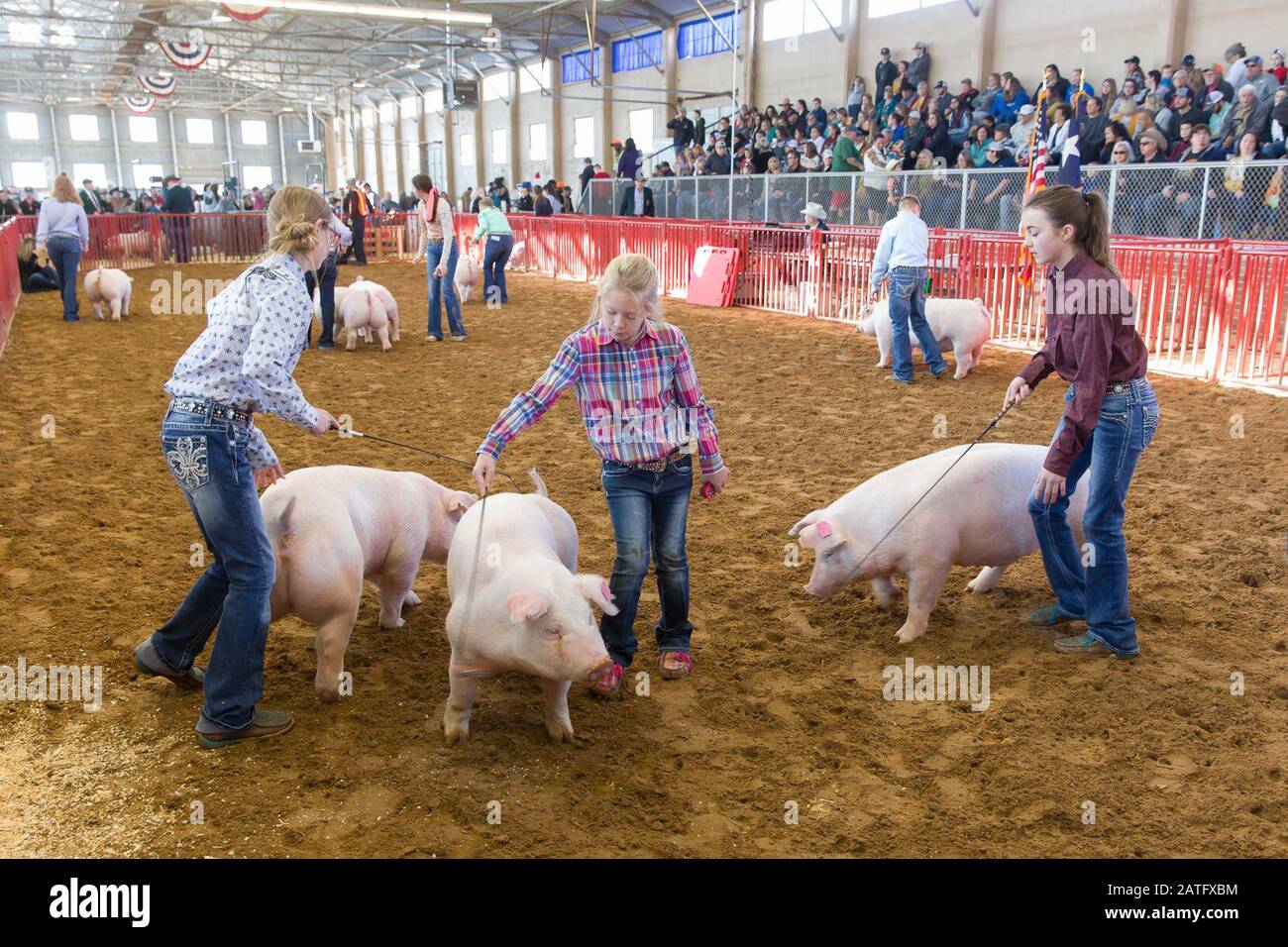 Texas show pigs hi-res stock photography and images - Alamy