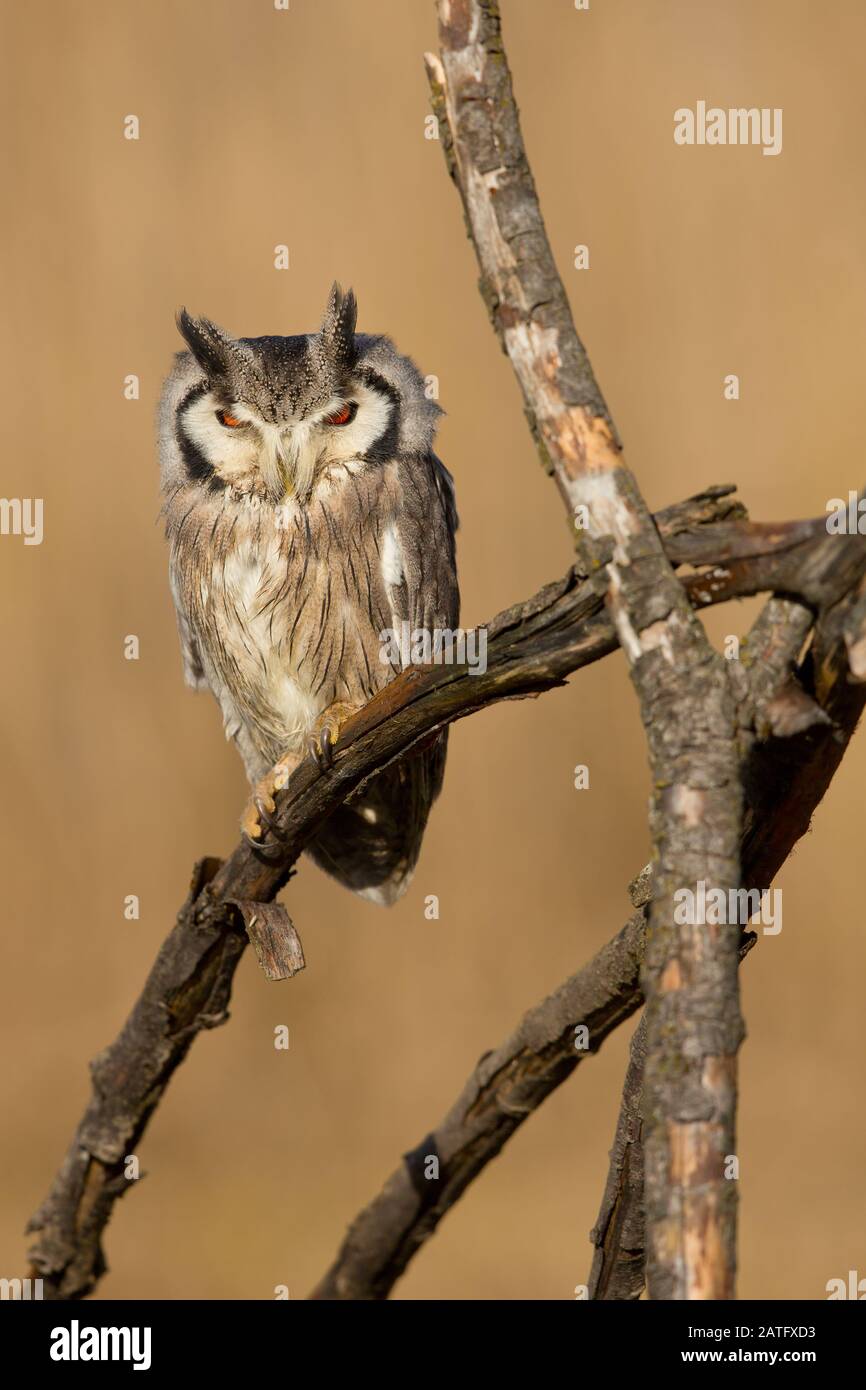 northern white-faced owl (Ptilopsis leucotis) is a species of owl in the family Strigidae. Stock Photo